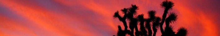 Joshua_Tree_sunset_featured_image