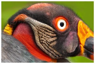 King Vulture