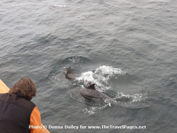 A Close Encounter with Dolphins on a wildlife cruise in the islands of Scotland