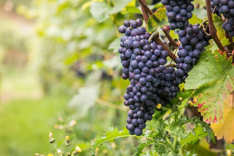 wine_grapes_pinot_noir_pixabay