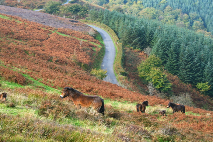Exmoor Ponies in Exmoor National Park