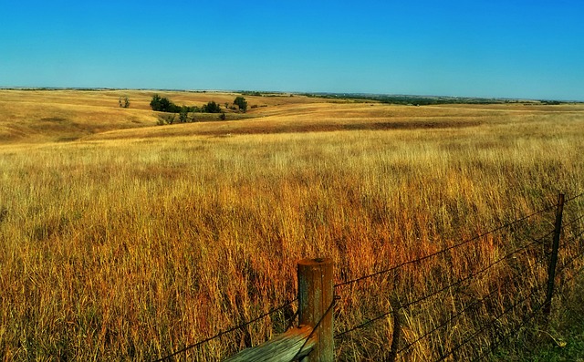 Fields of corn in Nebraska