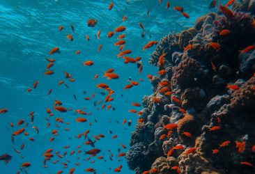 Coral Reef in Egypt's Red Sea Riviera